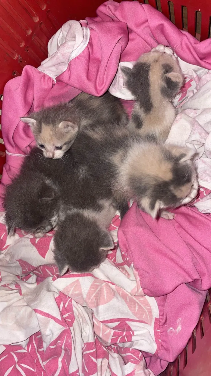 Gato ra a SRD-ViraLata idade Abaixo de 2 meses nome Ataise
