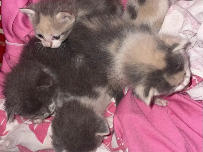 Gato ra a SRD-ViraLata idade Abaixo de 2 meses nome Ataise