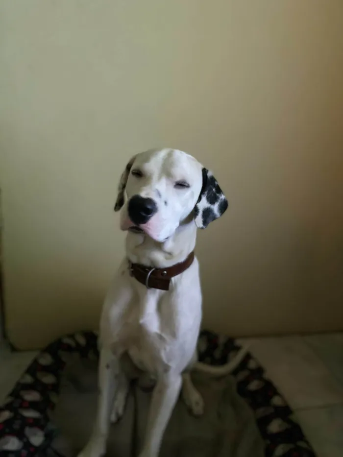 Cachorro ra a Dálmata idade 3 anos nome Harry