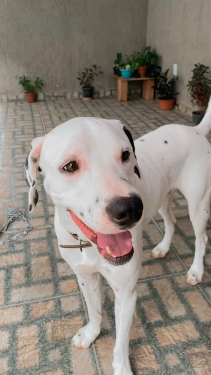 Cachorro ra a Dálmata idade 3 anos nome Harry