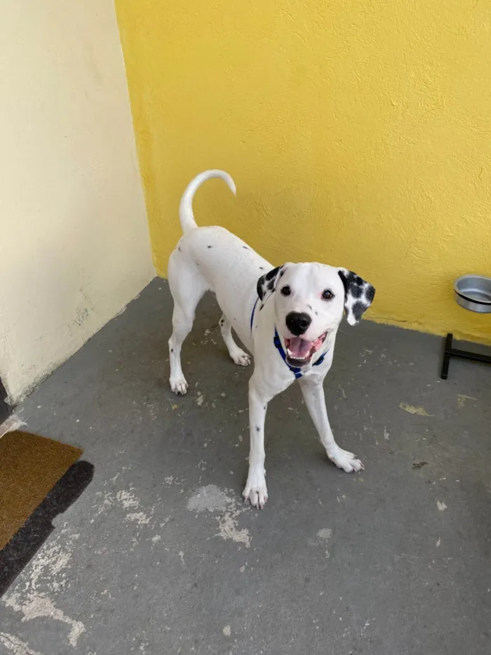 Cachorro ra a Dálmata idade 3 anos nome Harry