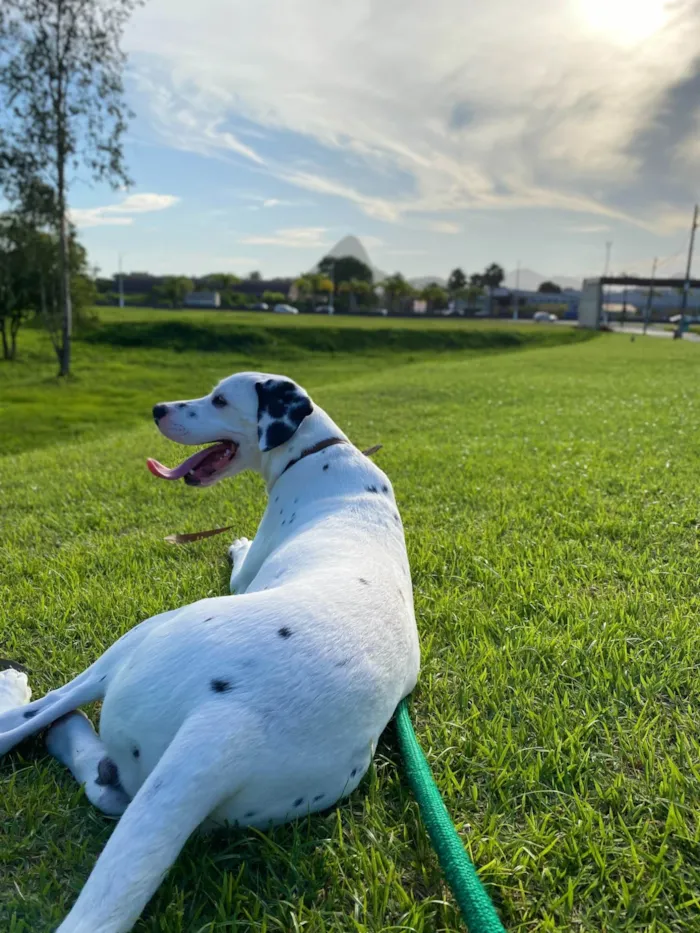 Cachorro ra a Dálmata idade 3 anos nome Harry