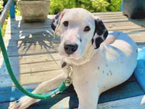 Cachorro raça Dálmata idade 3 anos nome Harry