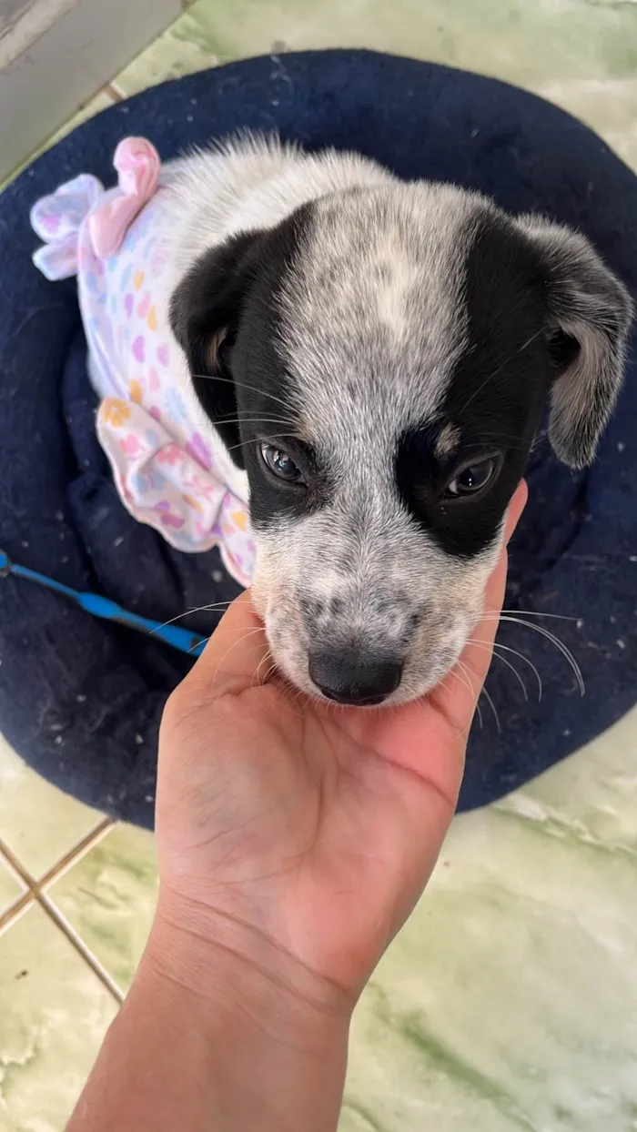 Cachorro ra a SRD-ViraLata idade 2 a 6 meses nome Frederico 