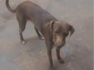 Cachorro raça SRD-ViraLata idade 1 ano nome Dendê