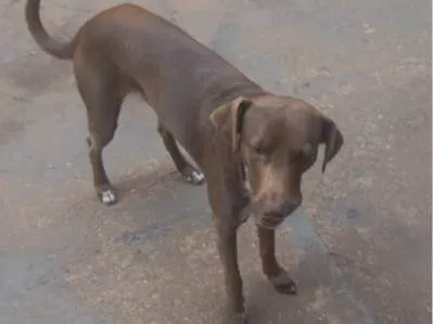 Cachorro ra a SRD-ViraLata idade 1 ano nome Dendê