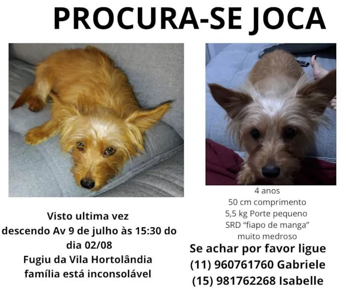 Cachorro ra a SRD-ViraLata idade 4 anos nome Joca