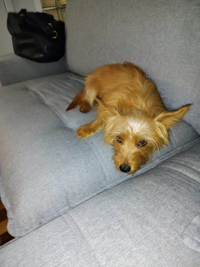 Cachorro ra a SRD-ViraLata idade 4 anos nome Joca