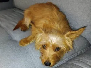Cachorro raça SRD-ViraLata idade 4 anos nome Joca