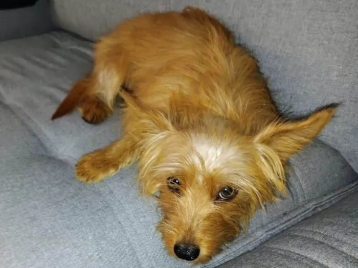 Cachorro ra a SRD-ViraLata idade 4 anos nome Joca