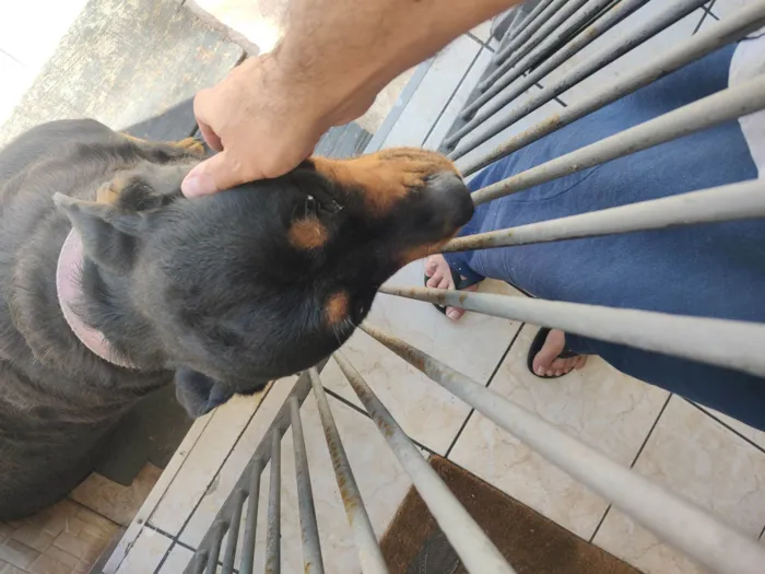 Cachorro ra a Rottweiler idade 5 anos nome Luna 