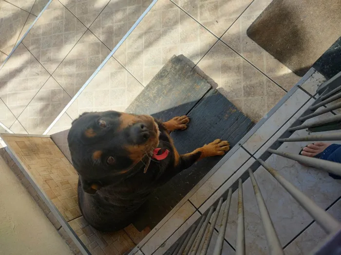 Cachorro ra a Rottweiler idade 5 anos nome Luna 