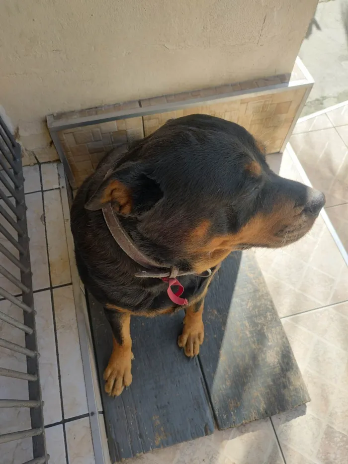 Cachorro ra a Rottweiler idade 5 anos nome Luna 
