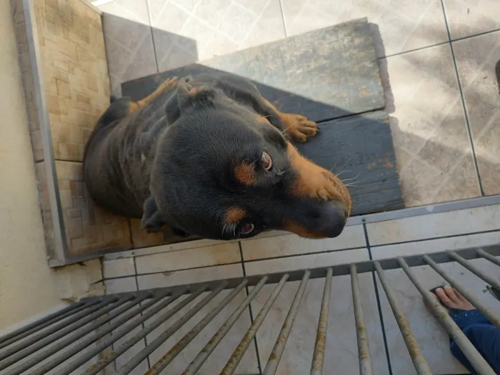 Cachorro ra a Rottweiler idade 5 anos nome Luna 