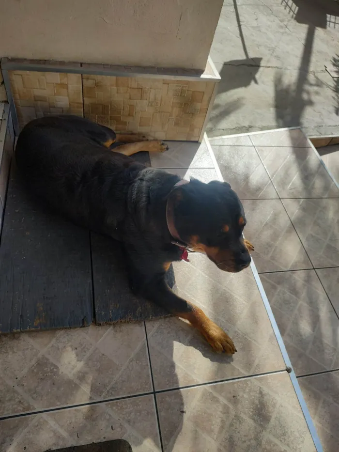 Cachorro ra a Rottweiler idade 5 anos nome Luna 