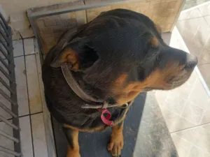 Cachorro raça Rottweiler idade 5 anos nome Luna 