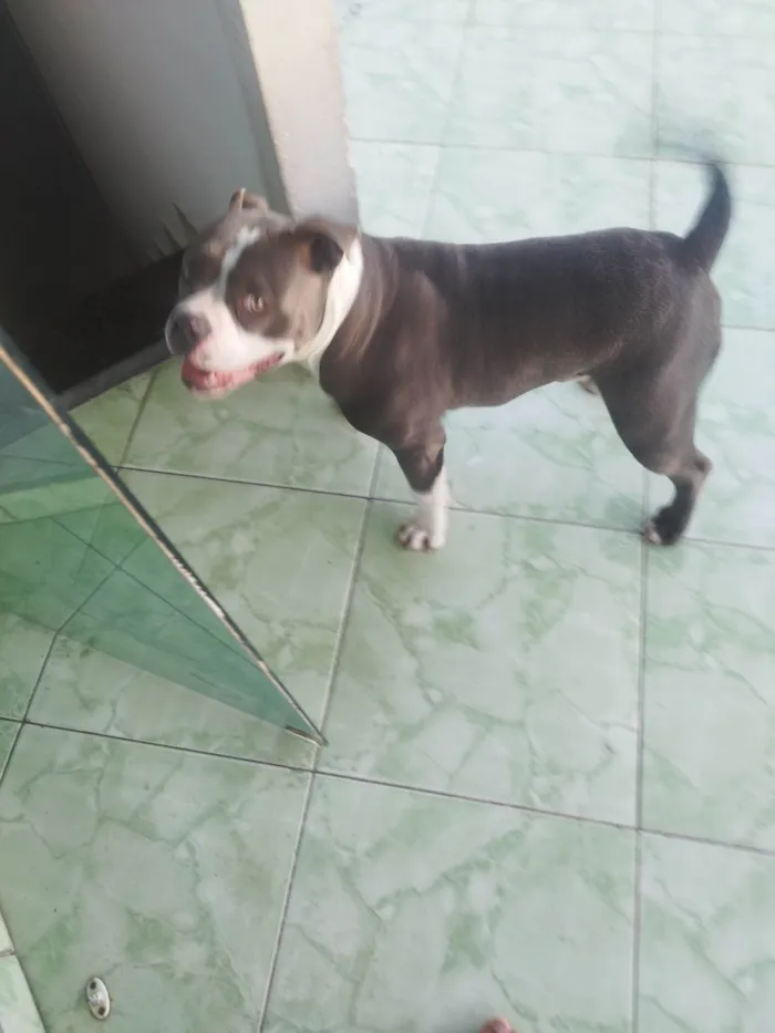 Cachorro ra a Pit-Bull idade 7 a 11 meses nome Ragnar 