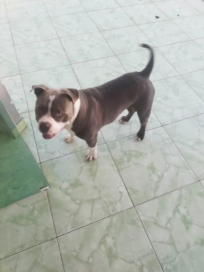 Cachorro ra a Pit-Bull idade 7 a 11 meses nome Ragnar 