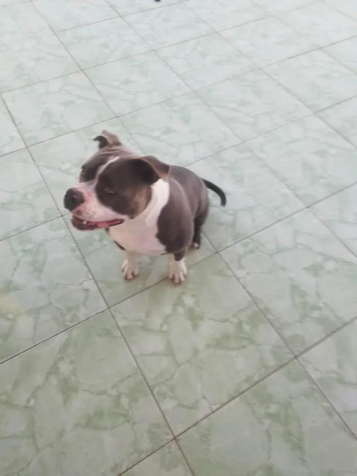 Cachorro ra a Pit-Bull idade 7 a 11 meses nome Ragnar 