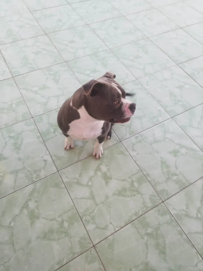 Cachorro ra a Pit-Bull idade 7 a 11 meses nome Ragnar 