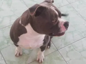 Cachorro raça Pit-Bull idade 7 a 11 meses nome Ragnar 