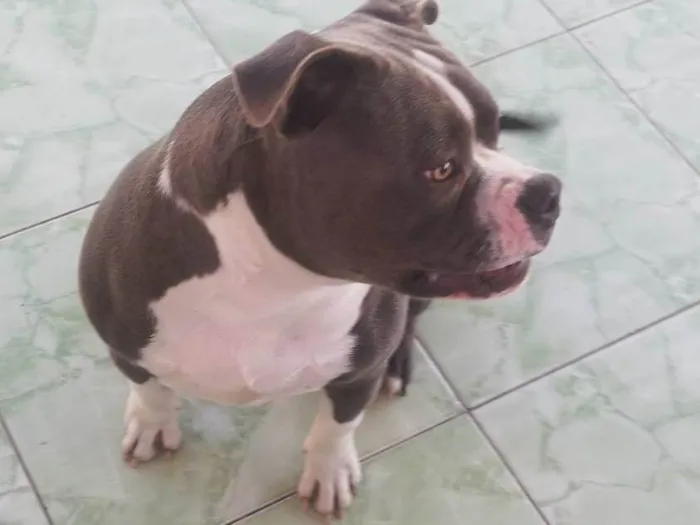 Cachorro ra a Pit-Bull idade 7 a 11 meses nome Ragnar 