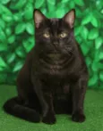 Otávio 