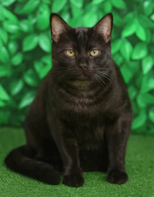 Gato raça SRD-ViraLata idade 1 ano nome Otávio 
