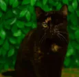 Cookie