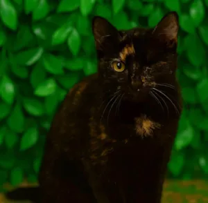 Gato raça SRD-ViraLata idade 2 a 6 meses nome Cookie