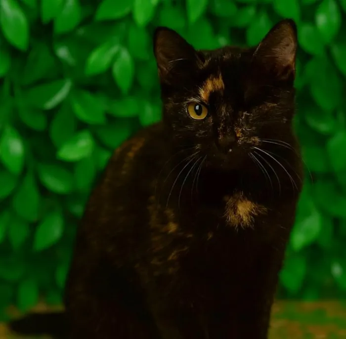 Gato ra a SRD-ViraLata idade 2 a 6 meses nome Cookie