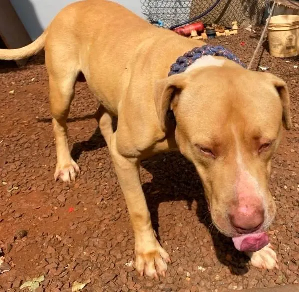 Cachorro ra a Pit-Bull idade 3 anos nome Aquiles