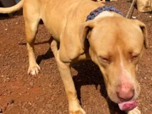 Cachorro raça Pit-Bull idade 3 anos nome Aquiles