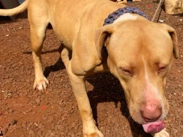 Cachorro ra a Pit-Bull idade 3 anos nome Aquiles