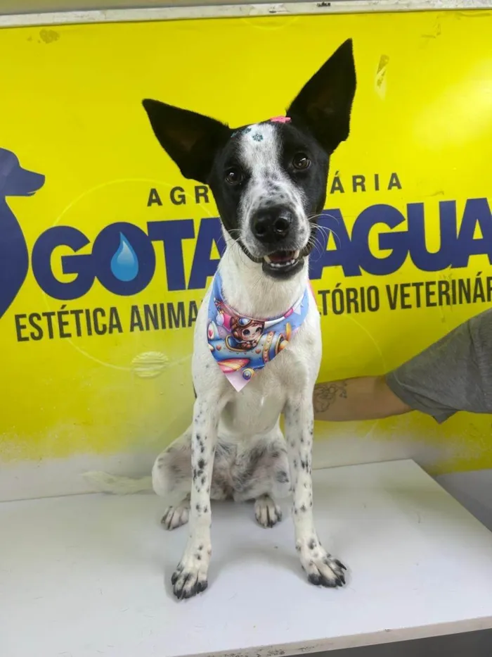 Cachorro ra a SRD-ViraLata idade 7 a 11 meses nome Luna