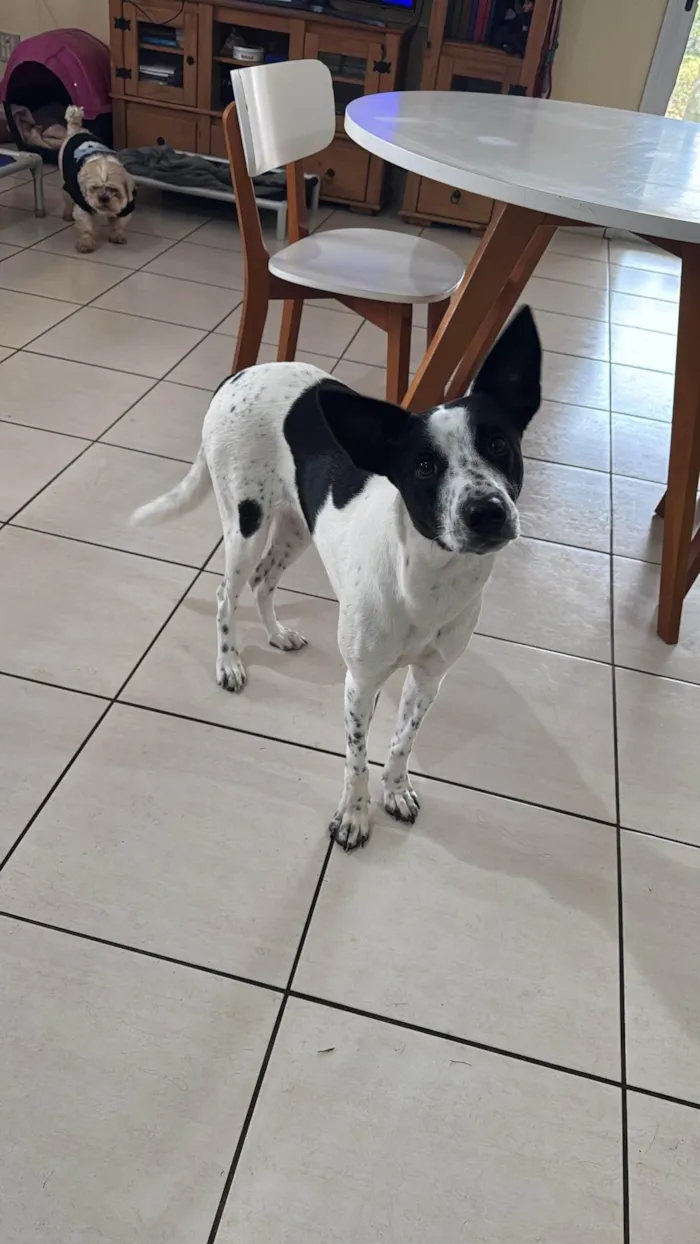Cachorro ra a SRD-ViraLata idade 7 a 11 meses nome Luna