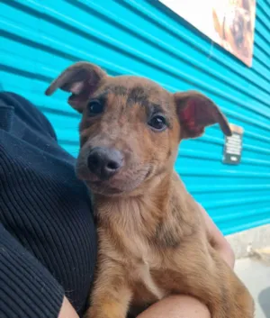 Cachorro raça SRD-ViraLata idade 2 a 6 meses nome Mickey