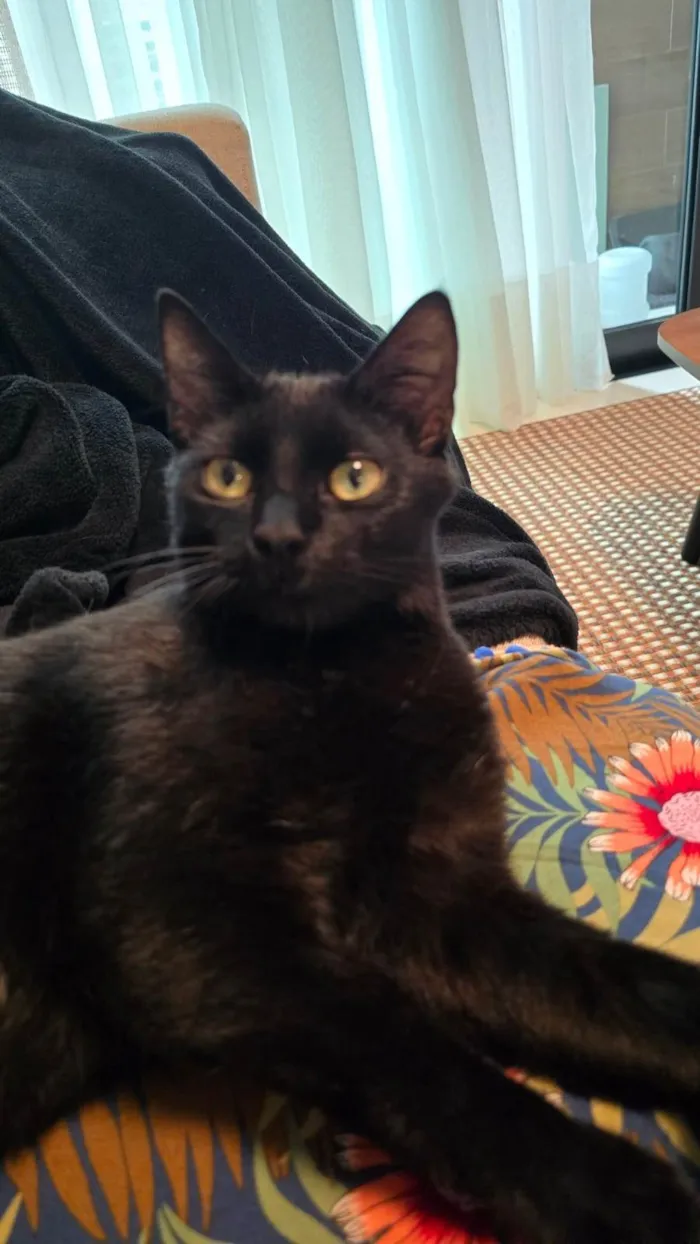 Gato ra a SRD-ViraLata idade 1 ano nome Esmeralda 