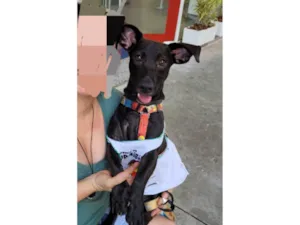 Cachorro raça SRD-ViraLata idade 7 a 11 meses nome Joca
