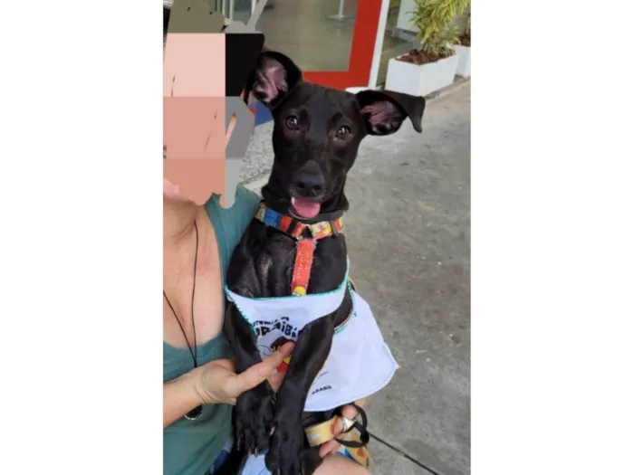 Cachorro ra a SRD-ViraLata idade 7 a 11 meses nome Joca