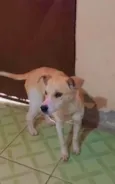 Melzinha
