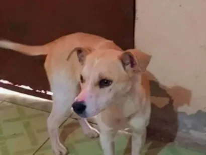 Cachorro raça SRD-ViraLata idade 7 a 11 meses nome Melzinha