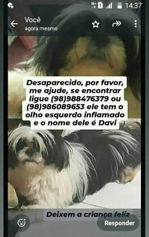 Cachorro ra a Shitzu idade 7 a 11 meses nome Davi 