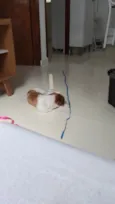 Lulu