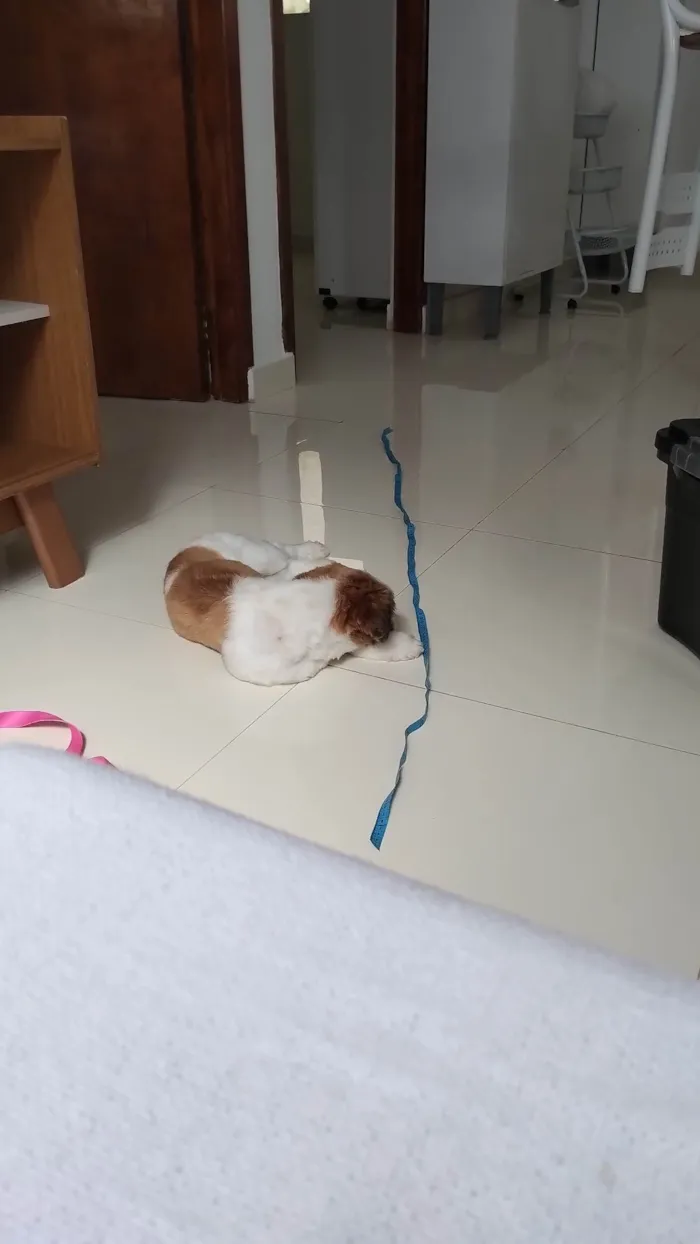 Cachorro ra a Shitzu idade 7 a 11 meses nome Lulu