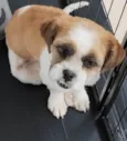 Lulu