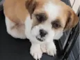 Lulu