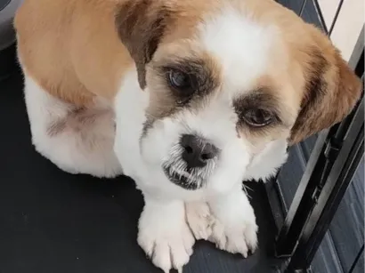 Cachorro raça Shitzu idade 7 a 11 meses nome Lulu
