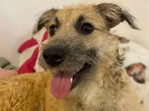 Cachorro raça SRD-ViraLata idade 2 a 6 meses nome Falar com Felipe - Whats 11 96841-5245