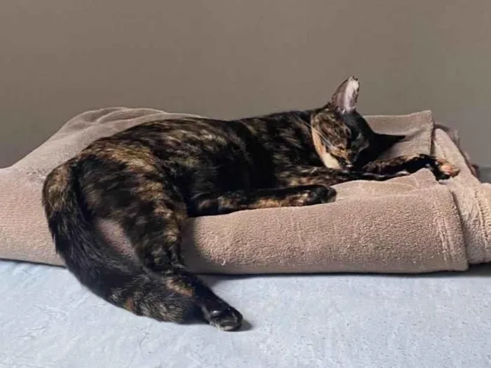 Gato ra a SRD-ViraLata idade 7 a 11 meses nome Lua